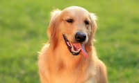 狗狗吸电子烟的烟雾会怎么样？