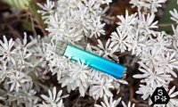 snowplus多少钱一支?snowplus电子烟官网售价
